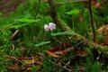 【原生林に癒される】コケ生す北八ヶ岳で出合う “高嶺の花” ミツバオウレン＜白駒の池とコケの森＞【今日も山旅気分 vol.41】の画像008
