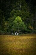 【百名山】紅葉始まる尾瀬のシンボル「燧ヶ岳」登山と「尾瀬沼」ハイキングの欲張りプラン〈福島県〉2023年の画像011