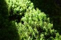 アクセス抜群！  神秘の苔むす森にたたずむ「白駒池」＜北八ヶ岳＞の画像006