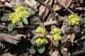 【景色だけじゃない】5月のハイキングの楽しみは「目の前」にもある＜足元編＞の画像009