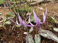 4月は関東百名山のひとつ「浅間嶺」で花ハイキング！  色鮮やか「桜・カタクリ・ツツジ」の彩り＆下山後は名瀑「払沢の滝」も堪能！  現地レポートの画像003