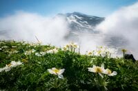 【夏山登山】花の百名山の楽しい季節到来！  高山植物が咲き乱れるお花畑ハイク  2024年