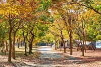 そろそろ見納め！  プロフォトグラファーが惚れ込む「紅葉の素晴らしいキャンプ場」3選【絶景キャンプ場ガイド-言葉を失うほどの風景に会いに行こう- vol.1】