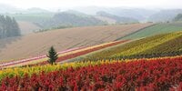 NHK『ブラタモリ』でも注目「ジオツーリズム」！「THE北海道」を満喫できる「十勝岳ジオパーク」のおすすめスポットとは？