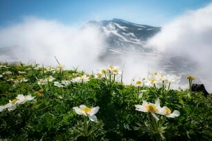 【夏山登山】花の百名山の楽しい季節到来！  高山植物が咲き乱れるお花畑ハイク  2024年