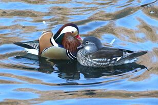 身近な【渡り鳥の世界】「世界一美しいカモ！」 オシドリは本当に仲良し？  激しい恋のバトルを目撃した！