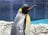 おっとり＆ヨチヨチでも… 実は活発「ペンギンのケンカ」 気性と“武器”とは！  長崎ペンギン水族館に聞きました【かわいいだけじゃない？ ペンギンの生態vol.3】の画像004