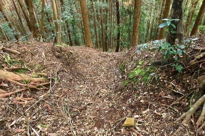 【NHK大河『豊臣兄弟！』ゆかりの城】見たこともない “逆Yの字” 竪堀に驚愕！「土佐国・内田城〈後編〉」（高知県東洋町）【戦国の山城を攻める vol.12】の画像015