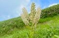 【登山】花の百名山は天空の楽園だった！「平標山の高山植物に魅了される夏」 新潟県・2023年の画像002