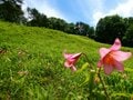 南会津、準絶滅危惧「ヒメサユリ」を愛でる花旅へ＜福島県＞の画像001