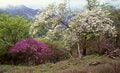 何度でも写真を撮りたくなる！  新緑の山「樹木の魅力」過去20年で200登頂ライターが厳選「リピート登山する3座」荒島岳・檜洞丸・鍋倉山の画像002