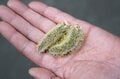 【連休明けハイキングはここに注目】5月の山の楽しみは景色だけじゃなくて「目の前」にもある＜樹上編＞の画像003