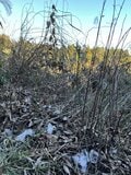 冬に開く“氷の花”！ 「霜柱」ではない「シモバシラ」を探しに初冬の高尾山へ【最後の最後に出会えた氷の芸術品“氷華”】東京都・2023年の画像008