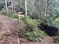 ＜紅葉前に“関西屈指”のススキの大海原もお見逃しなく！＞大阪市内から“車で小一時間で行ける”「岩湧山」ハイキングルート【里山アドベンチャー！ソトアソ日和 vol.７】の画像020