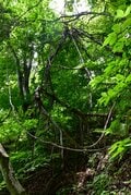 【梅雨の晴れ間】自然豊かな信州百名山・虫倉山  短時間で楽しめる里山歩き！「下山後は山奥の古民家で“おやき”に舌鼓」長野県／2022年の画像006
