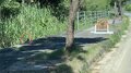 2.22（にゃんにゃんにゃんの日）世界自然遺産、太古から島に息づくキングオブ島猫「ヤママヤー」【琉球島猫百景〈特別編〉沖縄県・西表島】の画像003