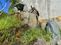 【夏の絶景】山頂から眺める南魚沼の自然とウラジロヨウラク！「花々を愛でる夏のゲレンデ」六日町八海山スキー場〈新潟県〉2022年の画像006