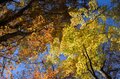 【登山口からハイライト】「アップダウンほとんどなし！」 山梨県の東端・大マテイ山の紅葉は今が見頃の画像005