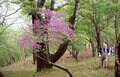 山笑う春！ きれいに撮りたい「花々の写真」 映える？ 残念…？ カメラ歴20年ライターが教える4つの「撮影テクニック」スマホでもできる「コツとワザ」の画像003
