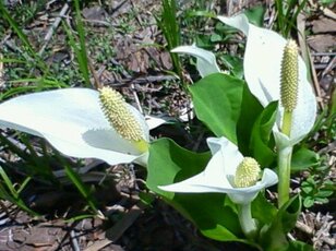 あこがれの楽園・尾瀬「水芭蕉の“文句なし”絶景」ハイキング！ もっとも大切な「たった一つの心得」とは！？【実体験レポ】
