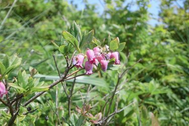 まさに高山植物の宝庫！ 花の百名山「栗駒山」紅葉だけじゃない「初夏