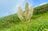 【登山】花の百名山は天空の楽園だった！「平標山の高山植物に魅了される夏」 新潟県・2023年の画像002