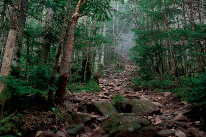 【この秋、絶対！ 八ヶ岳】第7回「縞枯山」 縞枯模様と苔の森を歩く不思議な山の画像002