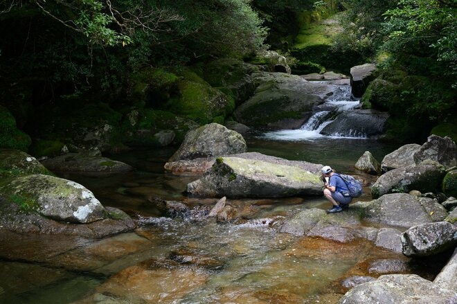 【世界自然遺産・屋久島】屋久杉の巨木「弥生杉・二代杉・気根杉」と苔に包まれた “もののけの森”「白谷雲水峡」をめぐるの画像003