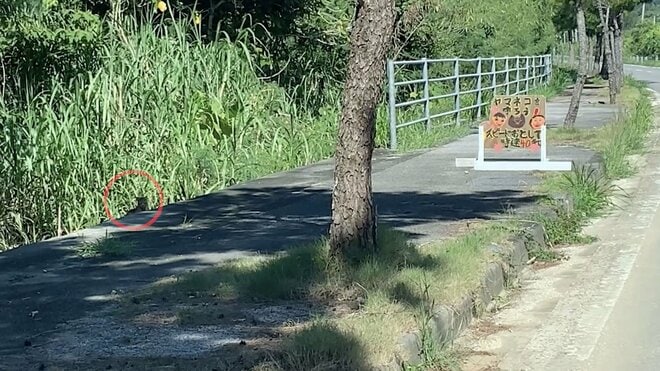 2.22（にゃんにゃんにゃんの日）世界自然遺産、太古から島に息づくキングオブ島猫「ヤママヤー」【琉球島猫百景〈特別編〉沖縄県・西表島】の画像003
