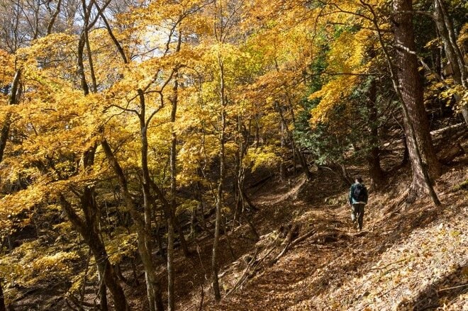 【首都圏近郊ハイキング】日帰りでもしっかり歩ける穴場「牛の寝通り」で紅葉大満喫の画像005
