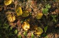 紅葉の季節！ 香りに誘われて見上げた空「お菓子のような甘い匂いのハートの葉」の正体は？の画像002