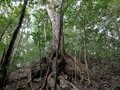 【『千と千尋』の「かま爺のモデル」も出没！】奄美大島の深部へ入り込む「カヌー＆トレッキングツアー」を疑似体験してみようの画像006