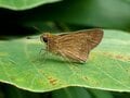 「この虫はガ？ それともチョウ？」 秋に花壇で見られる ”地味” な虫に注目【あなたのすぐそばにいる「季節の虫」の探し方 vol.11】の画像007