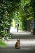 春雨の備瀬フクギ並木で出会った待ち猫たち【琉球島猫百景 vol.11　沖縄県本部町】の画像001