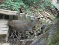一度は行きたい！ 世界遺産「屋久島」 じっくり満喫できる、ガイド付きツアーで参加してみた！  縄文杉・白谷雲水峡・島内テント泊の神秘「現地レポ」の画像007