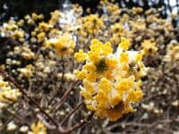東丹沢の玄関口でひっそりと咲き始めた「ミツマタ群生地の穴場」で輝く“黄金のポンポン”  まもなく見頃に！【神奈川県】2025年