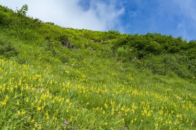 【信州の絶景】心ときめく雲上の稜線歩き！ 八方池「可憐な花々と魅惑のリフレクション」白馬・2022年8月の画像004