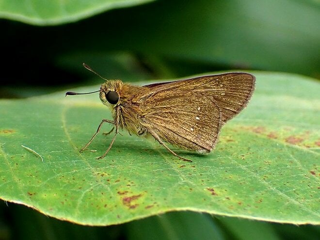 「この虫はガ？ それともチョウ？」 秋に花壇で見られる ”地味” な虫に注目【あなたのすぐそばにいる「季節の虫」の探し方 vol.11】の画像007