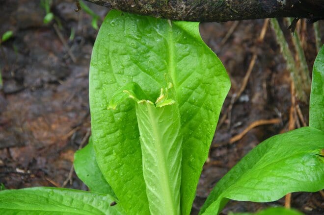 雨でも全然楽しい?!  栂池自然園の「MIKKETA！（ミッケタ）」は大人も十分楽しめる“自然体験プログラム”  自然園のお隣り！ 雲上の特等宿「栂池山荘」では自慢の“地の料理”を堪能！【中部山岳国立公園】の画像005
