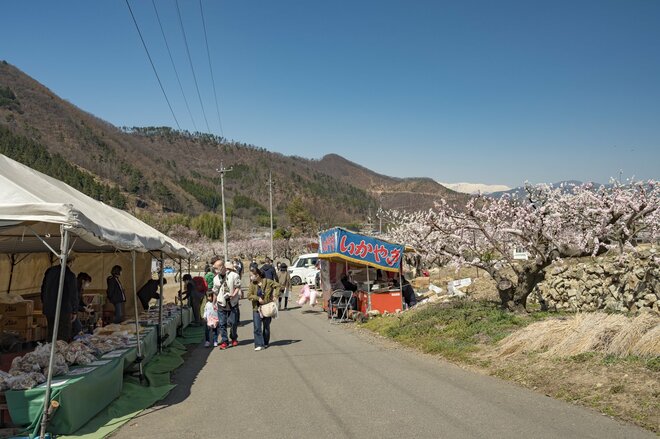 まさに見頃！「一目十万本！ 日本一のあんずの里」に春が来た！ ピンクに染まる山里の景色 【第67回あんずまつり】2022年の画像003