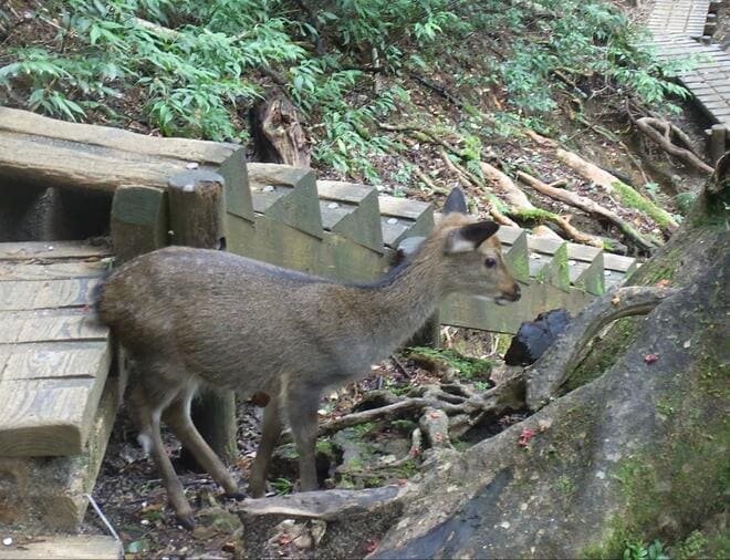 一度は行きたい！ 世界遺産「屋久島」 じっくり満喫できる、ガイド付きツアーで参加してみた！  縄文杉・白谷雲水峡・島内テント泊の神秘「現地レポ」の画像007