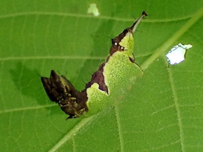 夏に見られる「動く落ち葉」の正体。驚くべき虫たちの隠れ身の術【あなたのすぐそばにいる「季節の虫」の探し方 vol.8】の画像007