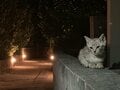 「夜が幻想的すぎる」人口約400名の沖縄の離島。暗闇の中にフットライトが点灯し、ぼんやりと浮かび上がる白砂の道を島猫が歩く【琉球島猫百景 vol.05　渡名喜島〈2〉「島の暮らしと島の猫」】の画像008