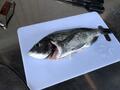 楽しみ2倍のはずが… 釣りとソロキャンプの融合「釣りキャンプ」はなぜ難しいのか？「失敗しづづけたライター」が明かす「3つの困難ポイント」の画像002