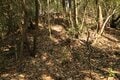 出丸の大切岸と圧巻の畝状竪堀群！  約4時間にわたる実地踏査でみた防衛遺構とは　石見国・松山城〈後編〉（島根県江津市）【戦国の山城を攻める vol.04】の画像020