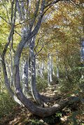 秘境！ 絶景！ ここだけは行きたい！【紅葉の山歩き ベスト5】信越 前編 「巻機山・苗場山・越後駒ヶ岳・八海山・平ヶ岳」の画像003