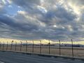 飛行場を走るのは航空機だけじゃない！  米軍基地がまさかの“安全地帯”  フェンス内でのびのび暮らす「東京のキツネ」【2025年東京都】の画像001
