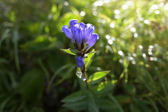 1時間で登れる「日本百名山」那須岳の花はすっかり「秋の気配」の画像003