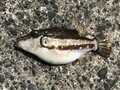 釣り「毒魚ほどよく釣れる」悪魔の法則！  絶対に覚えるべき「食べられない」「触れない」危険な魚6種！の画像004
