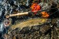 紅葉真っ盛り！  北海道・屈斜路湖でヒメマス（ベニザケ）釣りが人気【2021年・秋】の画像002